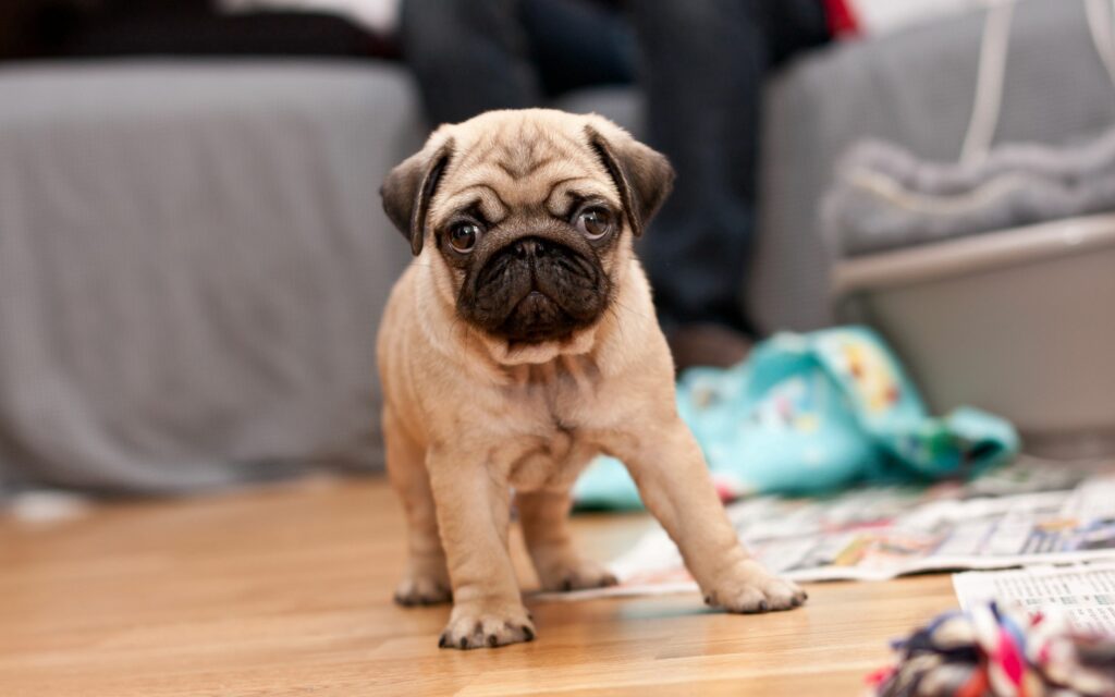 Adorable Pug Puppy Wallpaper: Cozy & Curious Dog Lovers' Delight