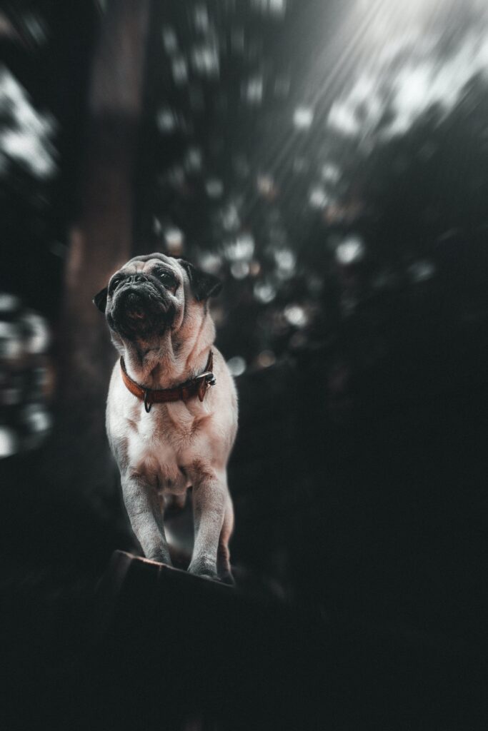 Adorable Pug Puppy Gazing Upward - Perfect Pet Wallpaper
