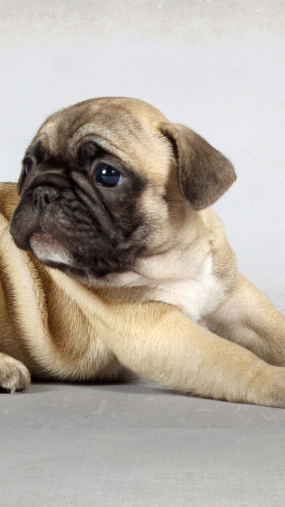 Adorable Pug Puppy Wallpaper - Cute & Curious Canine Background