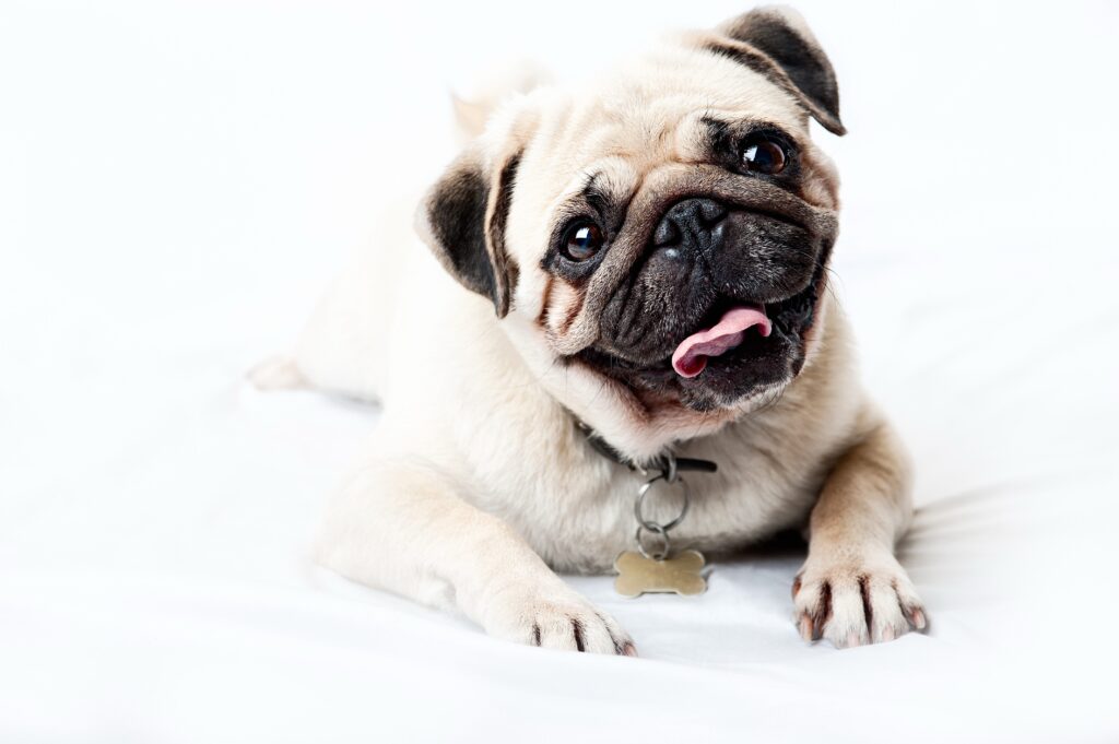 Adorable Pug Puppy Wallpaper: Happy & Playful High-Resolution Image