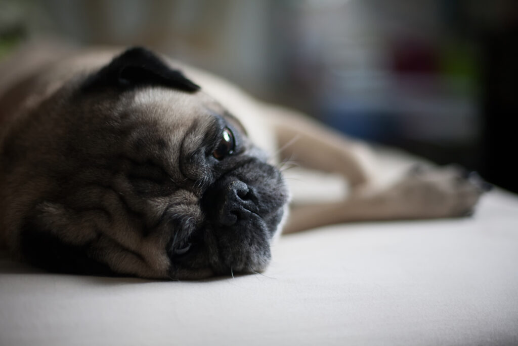 Adorable Pug Close-Up: Captivating Muzzle & Gentle Expression Wallpaper