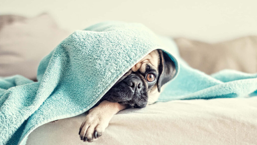 Cozy Pug Under Blue Blanket - Cute Wallpaper for Dog Lovers