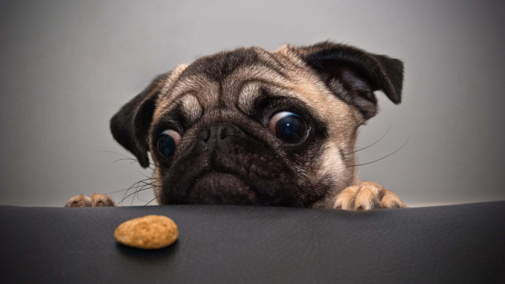 Curious Pug Wallpaper: Adorable Dog Fixated on a Treat