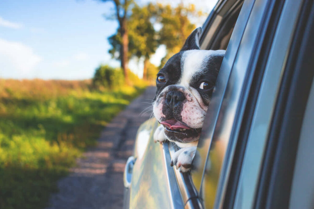 Cute Pug Car Ride Wallpaper: Scenic Background with Dog Joy