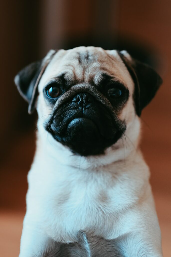 Charming Pug Wallpaper: Adorable Dog for Pet Lovers’ Background