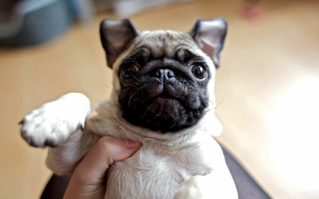 Charming Pug Wallpaper: Adorable Face & Expressive Eyes - 1920x1200