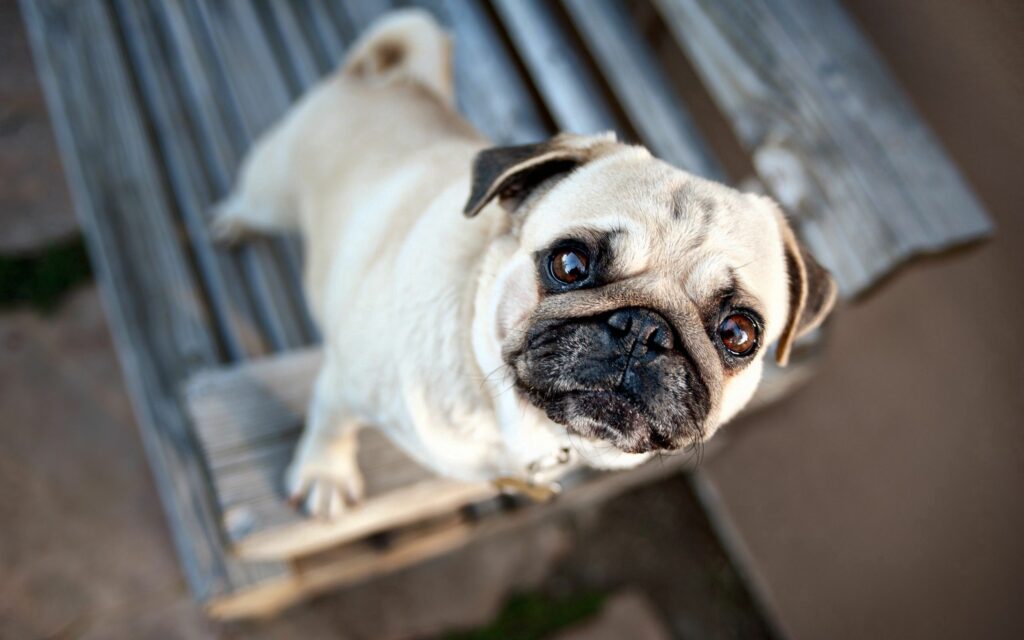 Adorable Pug Wallpaper: Heartwarming Muzzle Expression Background
