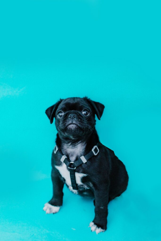 Charming Pug Wallpaper: Adorable & Playful on Vibrant Turquoise