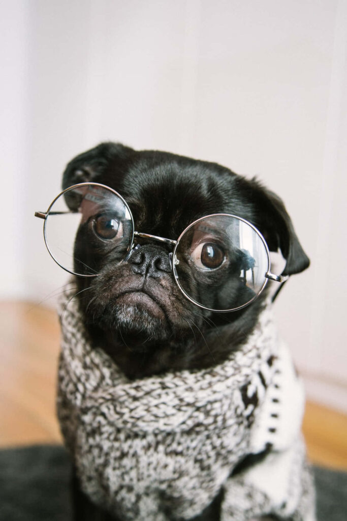 Adorable Pug in Glasses & Sweater – Whimsical Dog Wallpaper