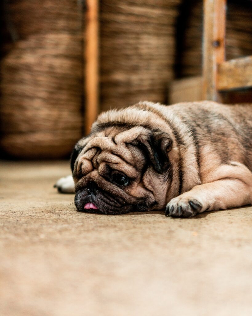 Adorable Pug Portrait: Playful, Contemplative, Cozy Wallpaper