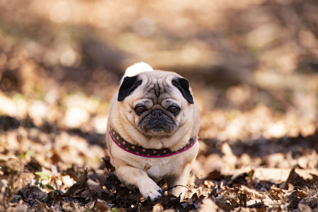 Charming Pug in Serene Autumn Scene - Cozy Wallpaper 6240x4160
