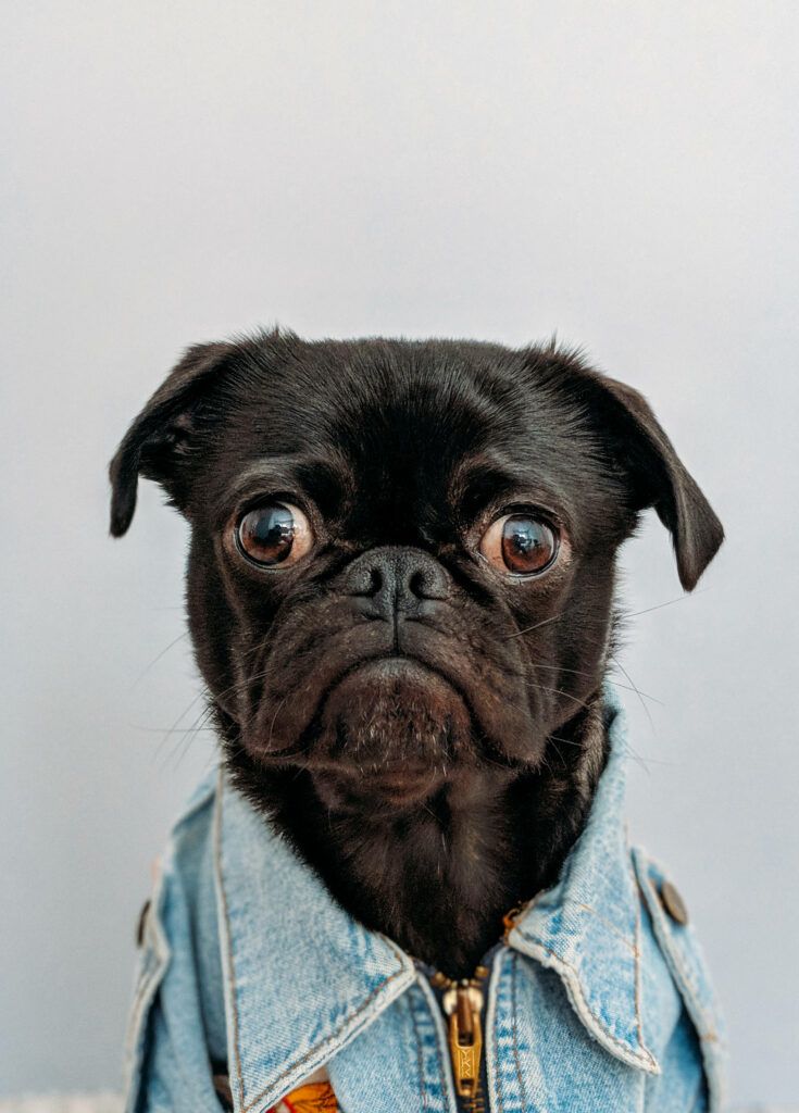 Adorable Pug in Denim Jacket - Heartwarming Wallpaper Background
