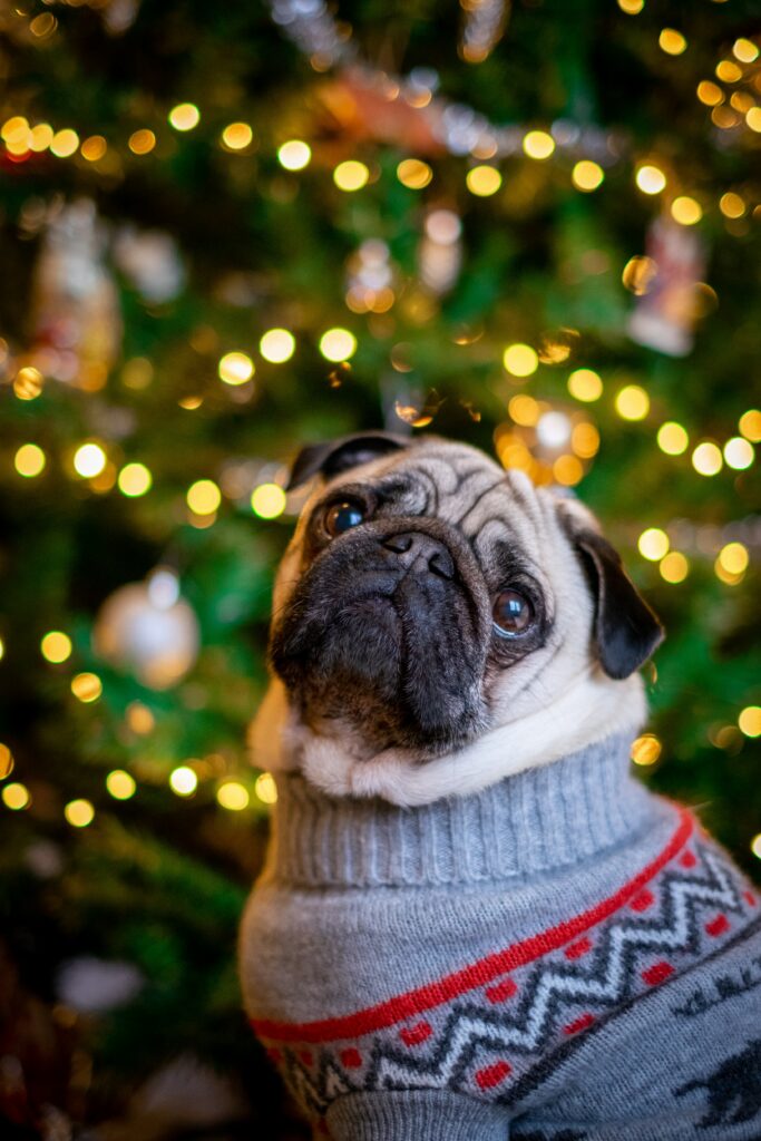 Adorable Pug in Sweater by Sparkling Christmas Tree - Holiday Wallpaper