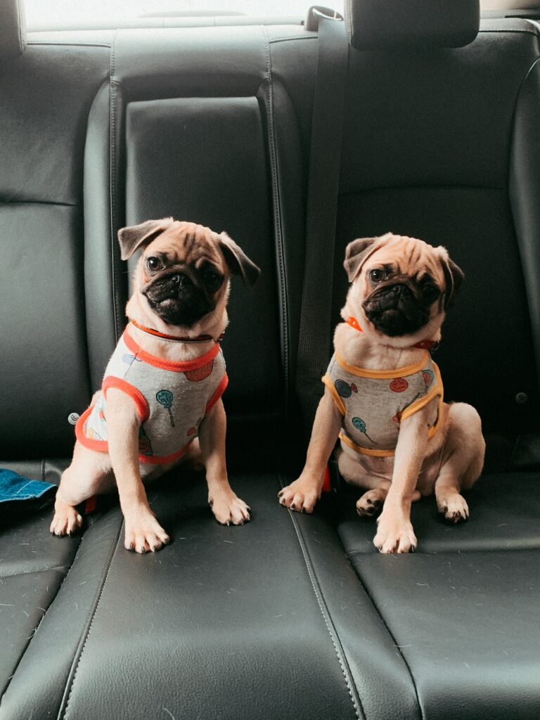 Adorable Pugs in Colorful Outfits: Car Backseat Fun Wallpaper