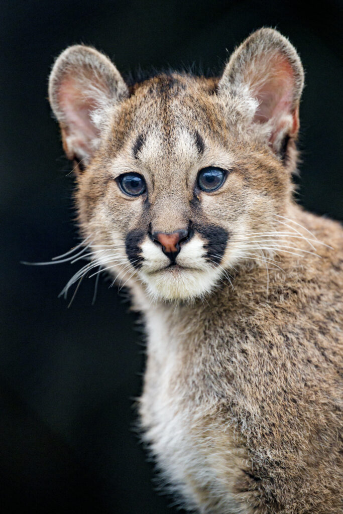 Adorable Puma Cub Wallpaper: Charming Eyes & Playful Innocence
