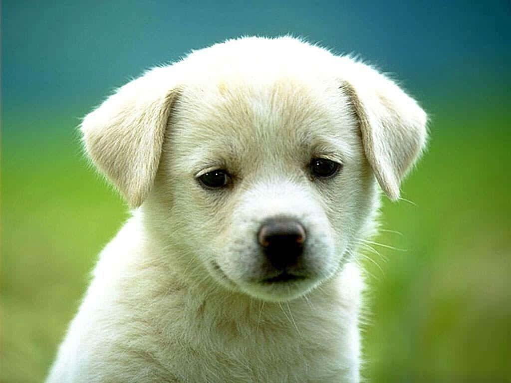 Adorable Pungsan Puppy Wallpaper: Fluffy, Innocent & Serene Nature