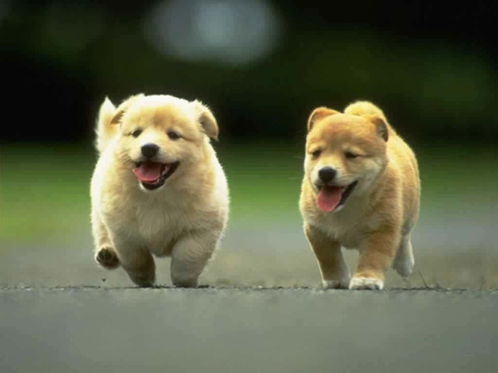 Joyful Puppies Running on Pavement - Heartwarming Nature Background Wallpaper