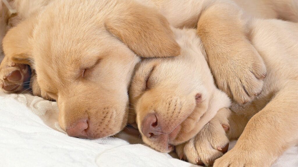 Cozy Puppy Wallpaper: Adorable Dogs Peacefully Sleeping Together