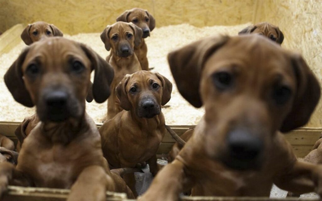 Adorable Puppies with Floppy Ears in Cozy Background - Cute Expressions! Wallpaper