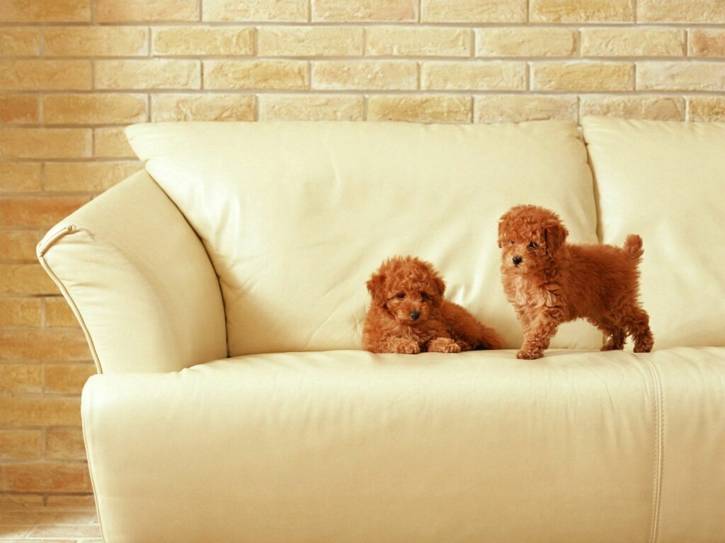 Charming Puppy Wallpaper: Cozy Cream Couch & Brick Wall Background