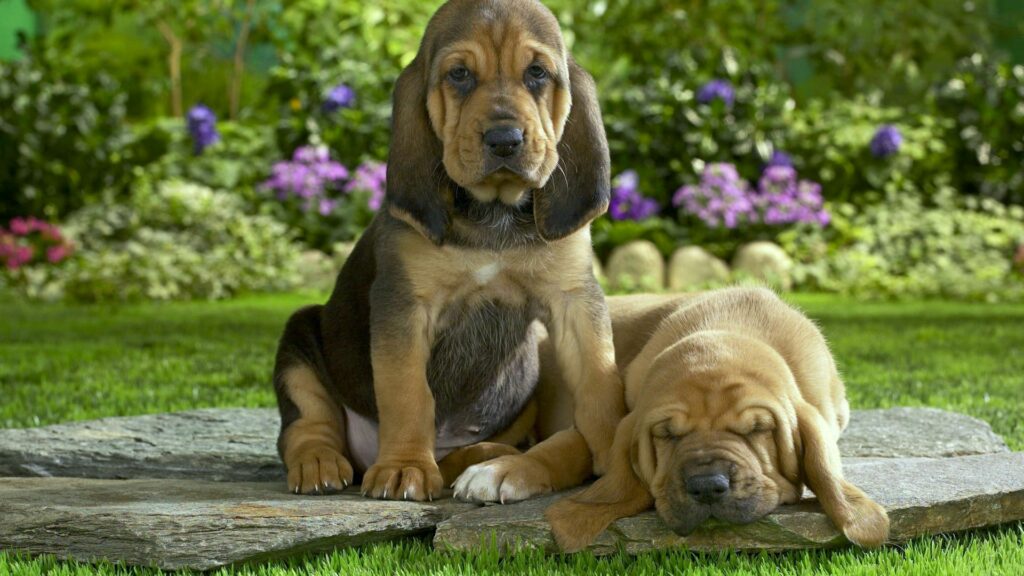 Charming 1920x1080 Wallpaper: Adorable Puppies on Lush Green Grass