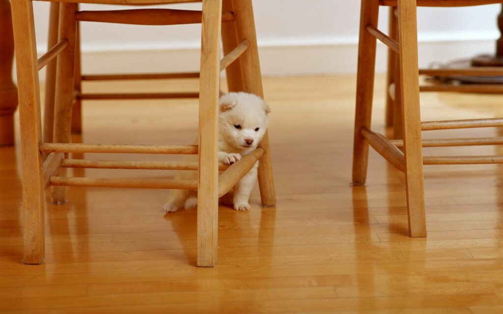 Charming Puppy Wallpaper: Adorable Pup Nestled on Parquet Floor