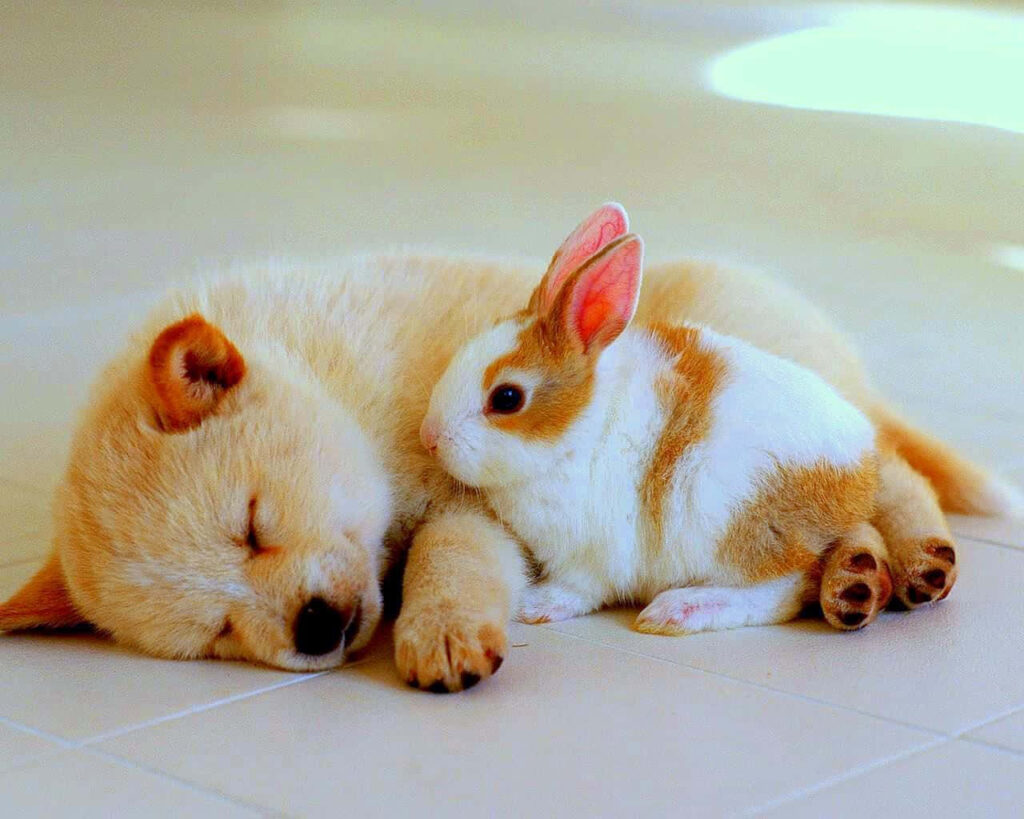 Fluffy Puppy & Bunny Cuddle Wallpaper: Heartwarming Animal Scene