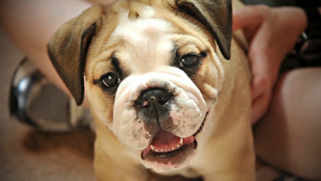 Adorable Puppy Close-Up Wallpaper: Innocence & Charm Captured