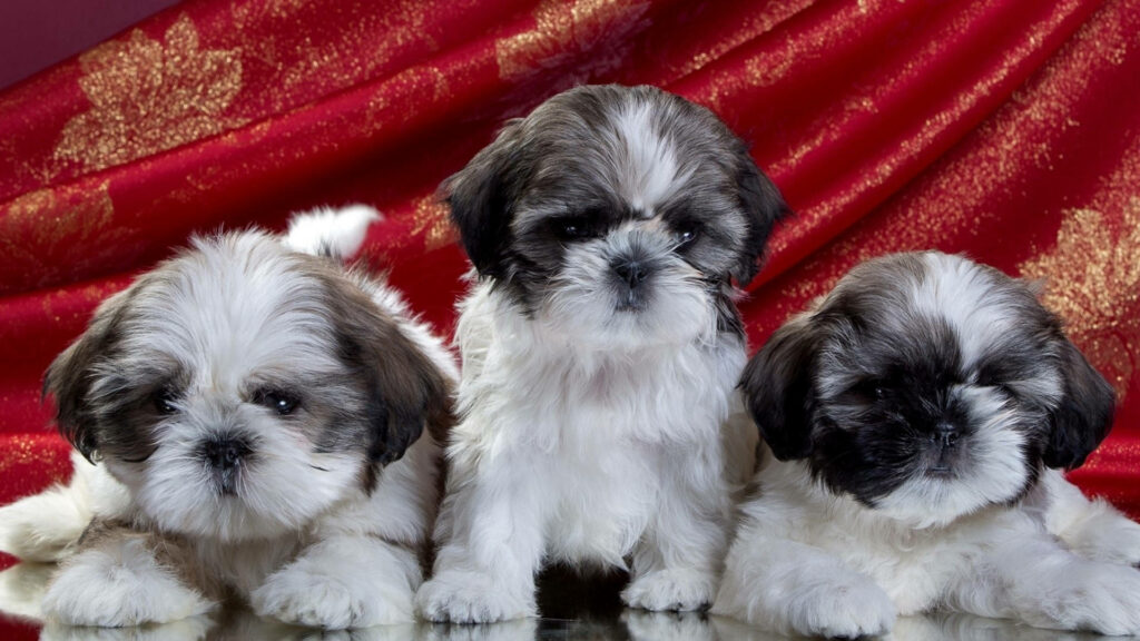Adorable Puppy Dogs on Red Cloth Background - Heartwarming Wallpaper