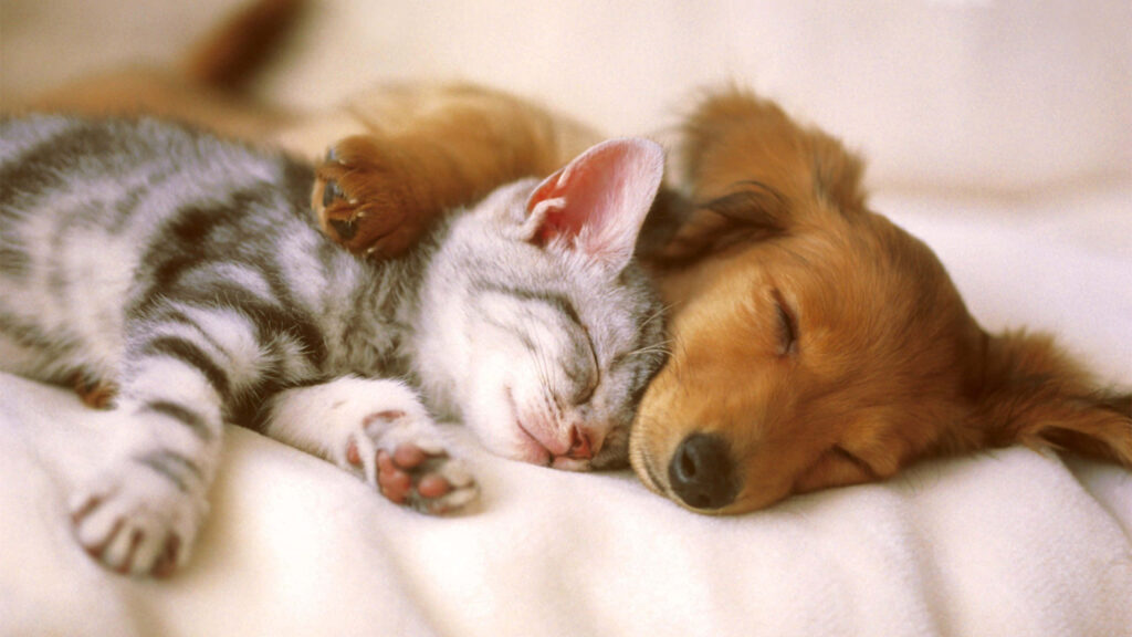 Cute Puppy and Kitten Snuggling on Soft Blanket - Heartwarming Scene Wallpaper