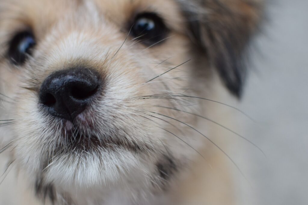Adorable Puppy Muzzle Close-Up: Soft Fur & Charming Details Wallpaper