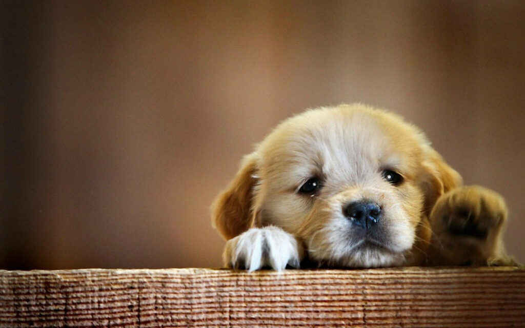 Adorable Puppy Peeking from Brown Box - Charming Background Image Wallpaper