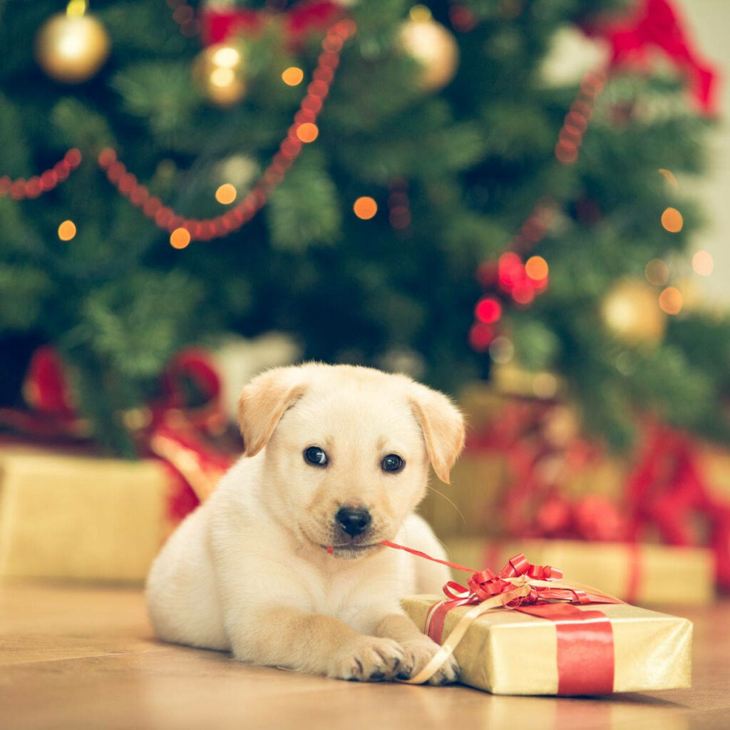 Adorable Puppy with Ribbon by Festive Christmas Tree Wallpaper