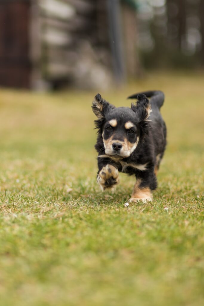 Adorable Puppy Running Wallpaper - Cute Fluffy Dog Background