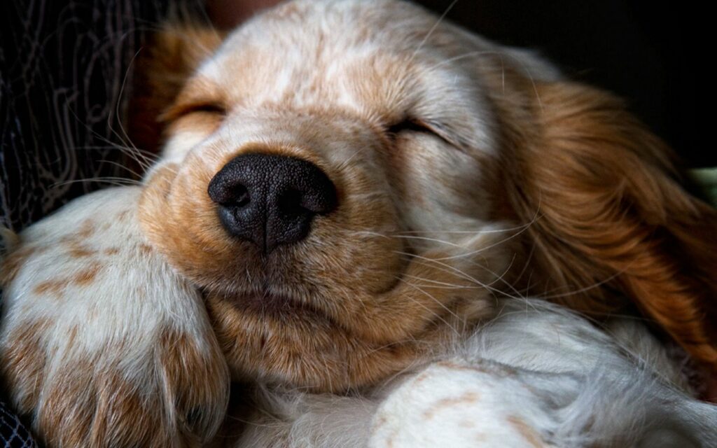 Adorable Sleeping Puppy Wallpaper - Heartwarming Close-Up Scene