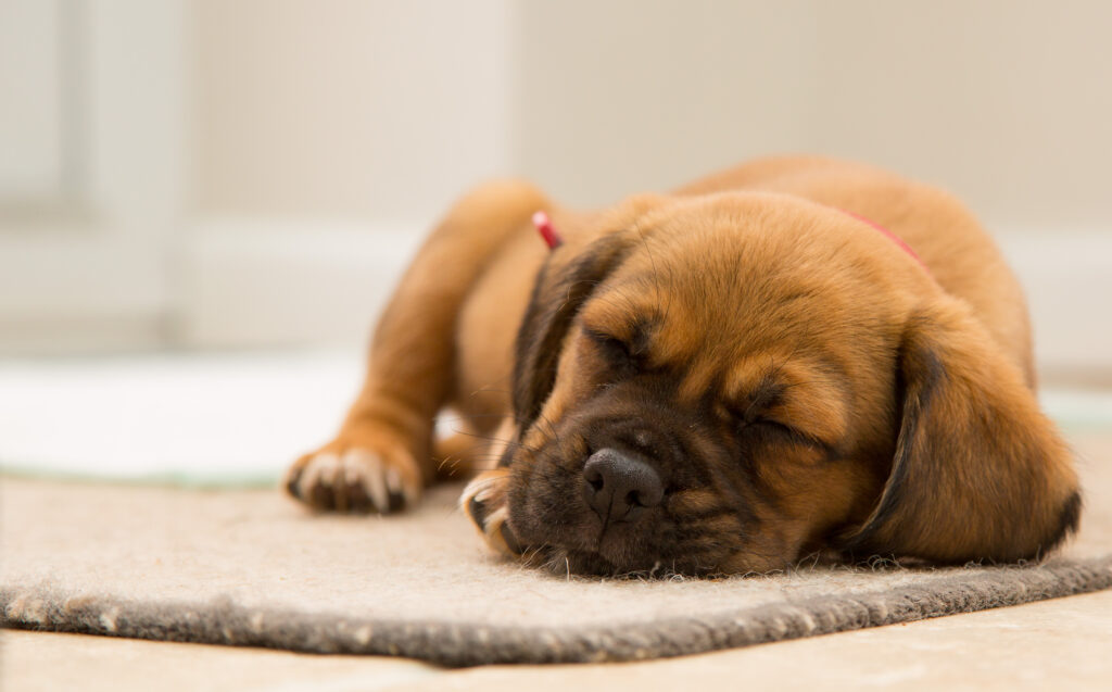 Charming Sleeping Puppy Wallpaper for Tranquil Screen Background