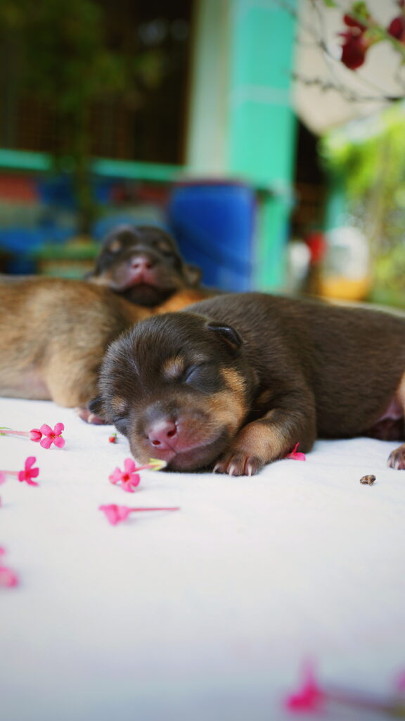 Adorable Puppy Sleeping Peacefully Among Pink Flowers Wallpaper