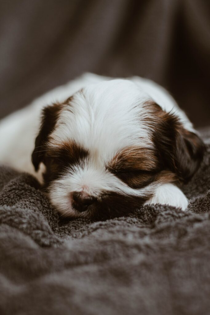 Charming Puppy Sleeping on Dark Blanket - Heartwarming Wallpaper