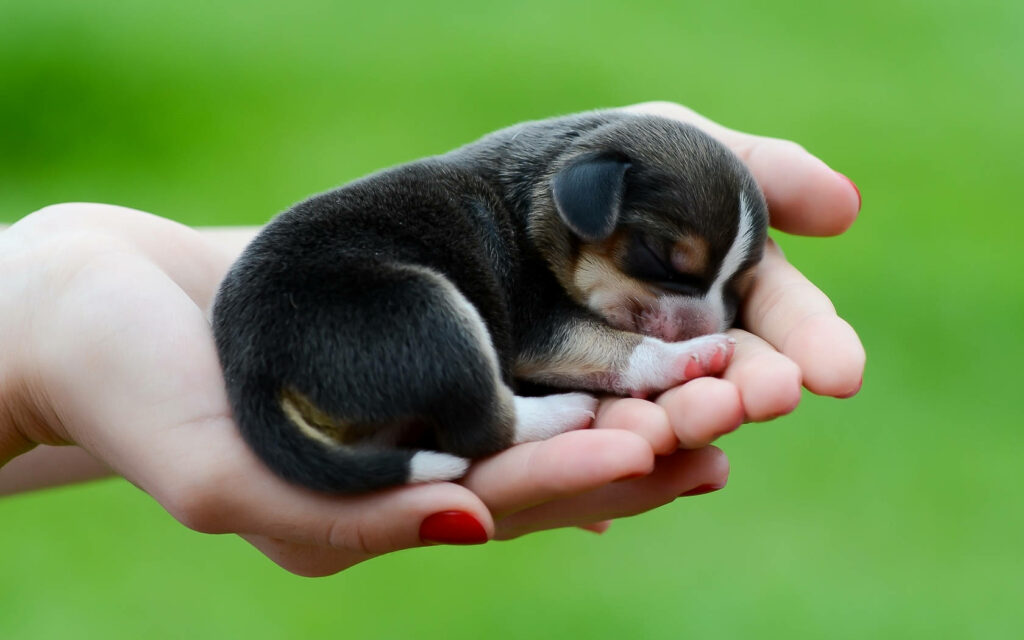 Adorable Puppy Sleeping in Hands - Soft Green Background Wallpaper