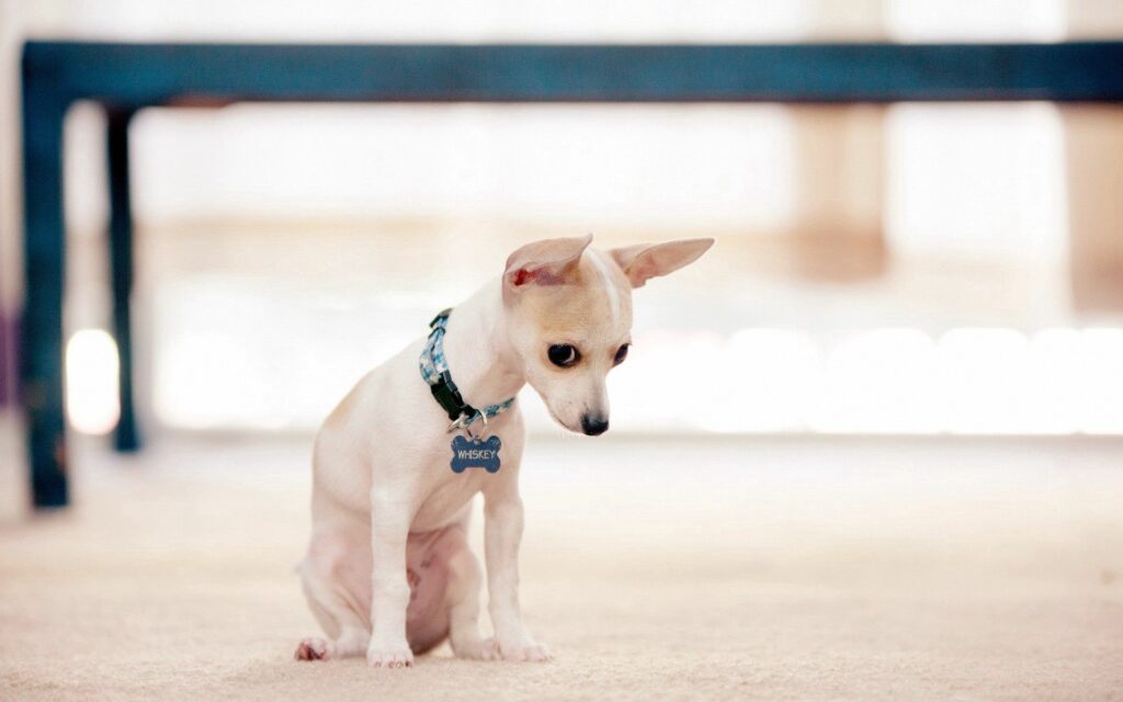 Adorable Puppy Wallpaper - Curiosity and Innocence on Your Screen