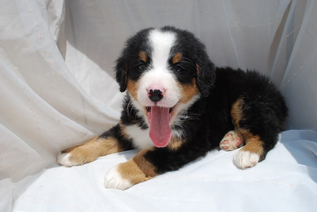 Adorable Puppy Wallpaper: Playful Fluff on Soft Fabric Background