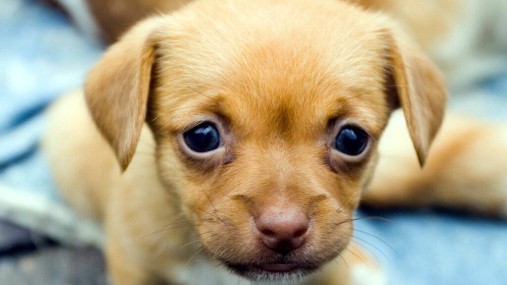 Adorable Puppy Wallpaper: Warmth and Innocence for Animal Lovers