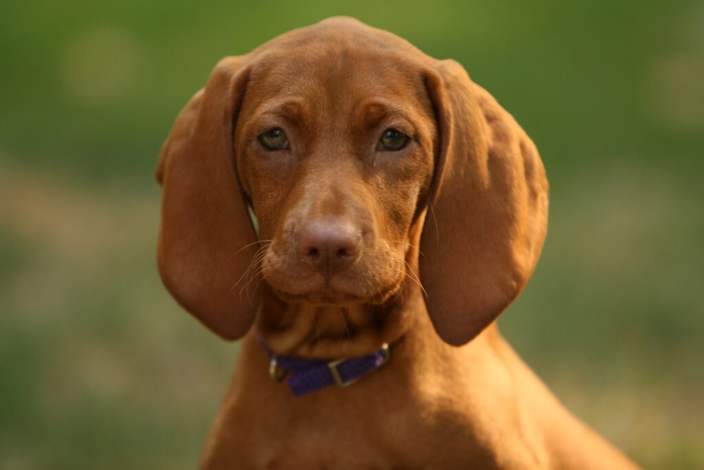 Adorable Puppy with Soulful Eyes: Heartwarming Wallpaper Background