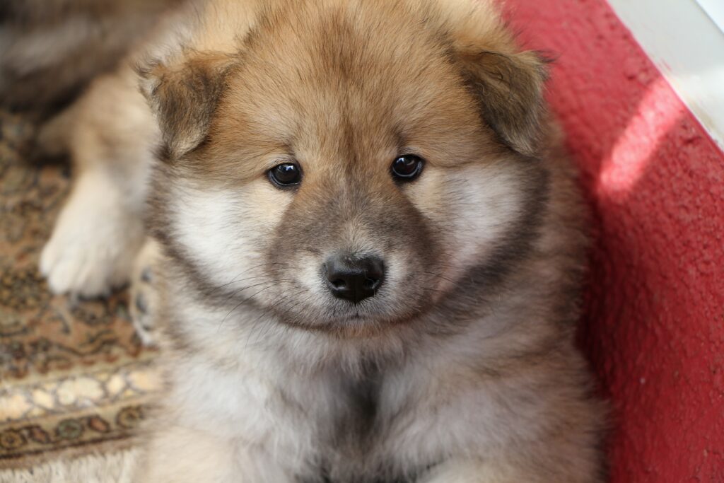 Adorable Fluffy Puppy Resting on Rug - Perfect Background for Animal Lovers Wallpaper