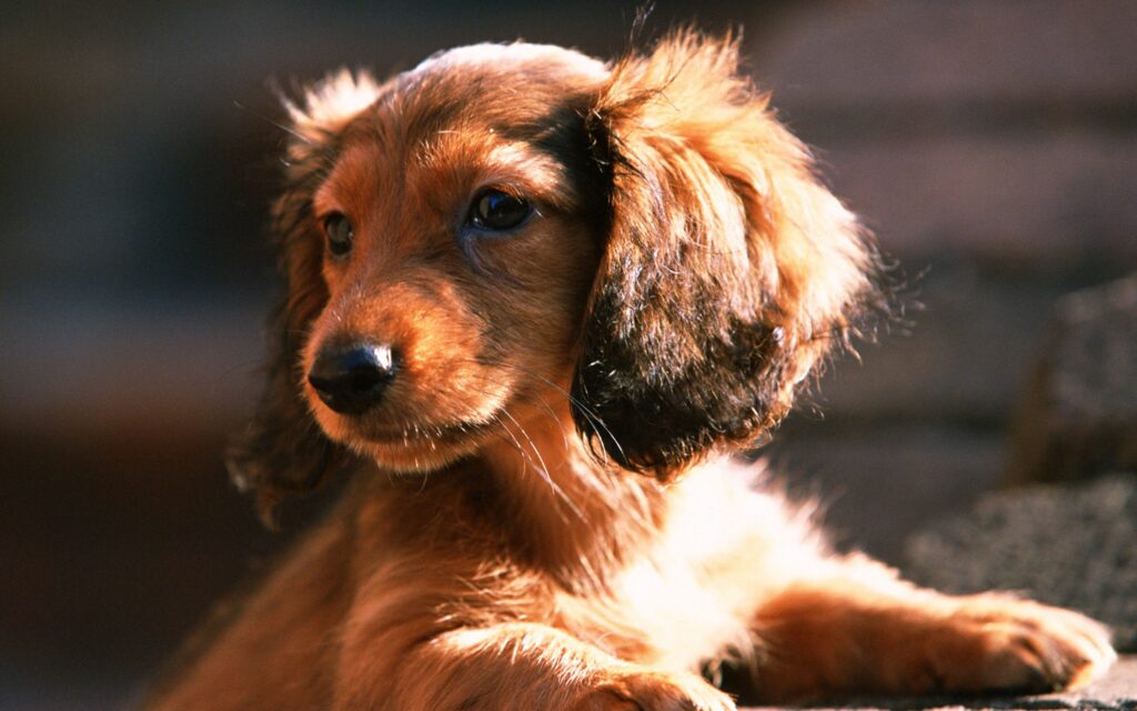 Adorable Fluffy Puppy Wallpaper – Cozy Heartwarming Background