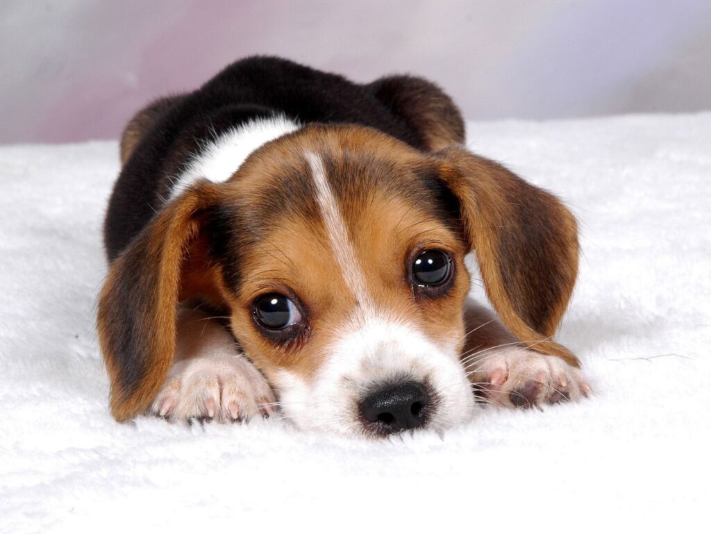 Adorable Puppy Lying on Soft White Surface - Heartwarming Scene Wallpaper