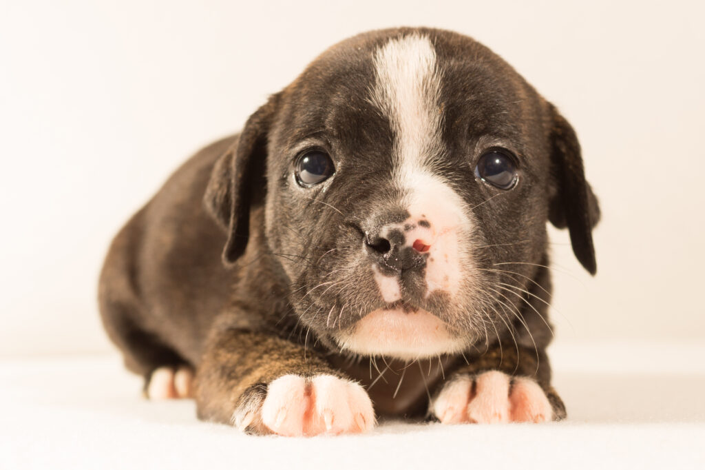 Heartwarming Puppy Wallpaper: Spotted Muzzle & Gentle Eyes