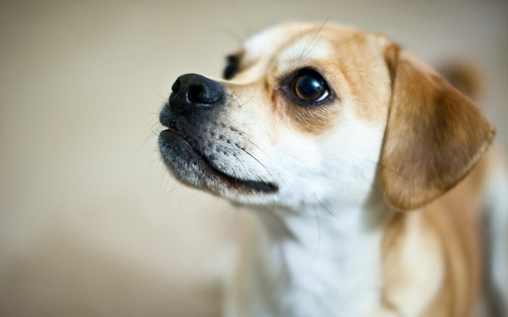 Adorable Puppy Wallpaper: High-Res 2560x1600 Close-Up Background