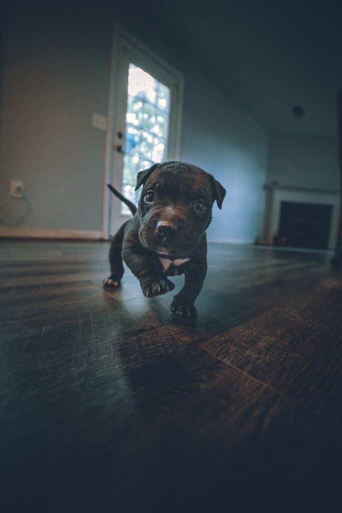 Adorable Puppy Exploring Indoors - Heartwarming Wallpaper Background