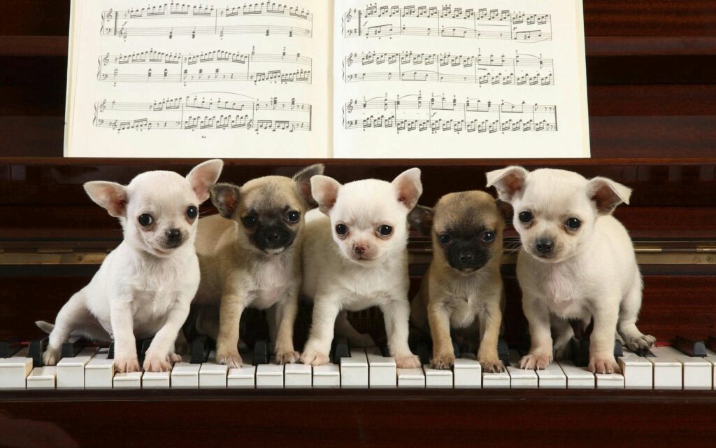 Charming Puppies on Piano Keyboard: Musical Wallpaper Background